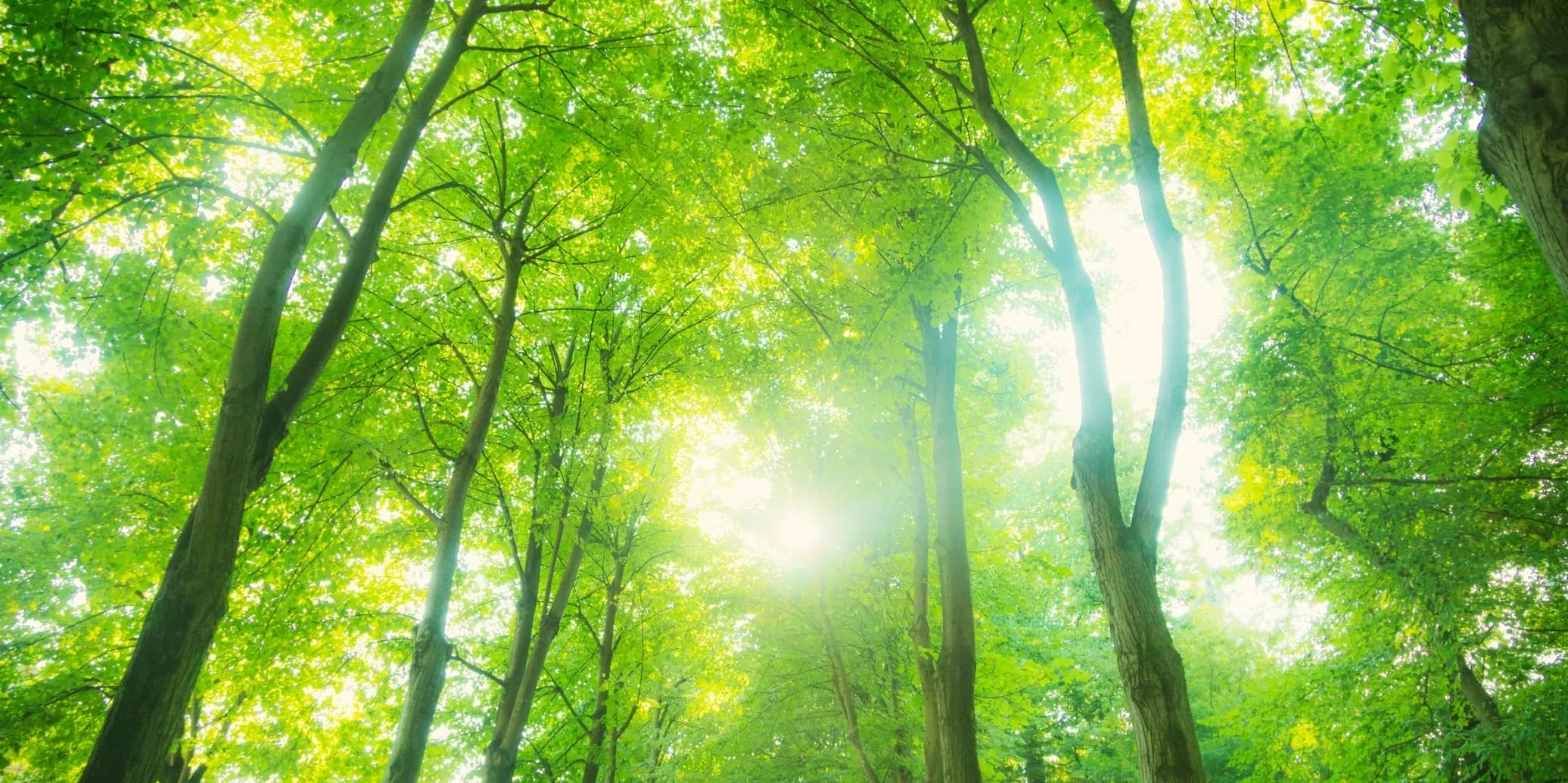 Forest canopy with sunlight filtering through green leaves